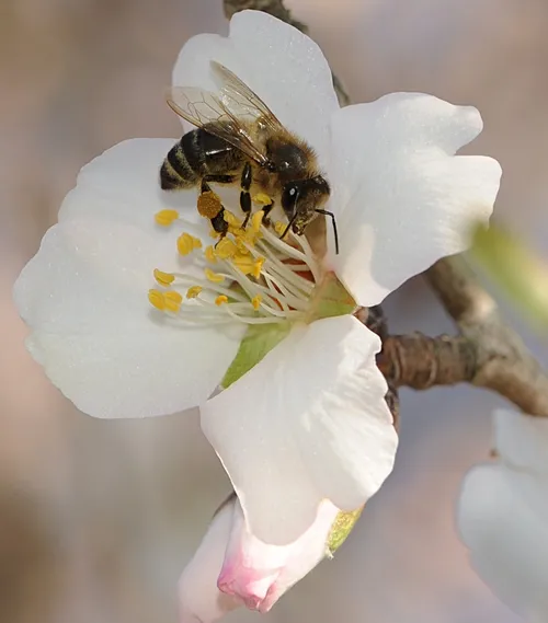 HONEY BEE forages in the almond blossoms at the Harry H. Laidlaw Jr. Honey Bee Research Facility at UC Davis. (Photo by Kathy Keatley Garvey)