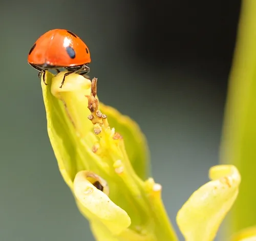 OVERWINTERING ladybug perches on top of a tangerine tree leaf as temperatures hit 75 degrees. This is an introduced species, Coccinella septempunctata, as identified by Natalia Vandenberg, a USDA employee with the Systematic Entomology Lab, Smithsonian's National Museum of Natural History. (Photo by Kathy Keatley Garvey)