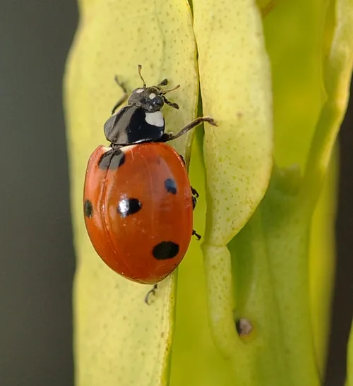 LADYBUG (Coccinella septempunctata) crawls back up a leaf. (Photo by Kathy Keatley Garvey)