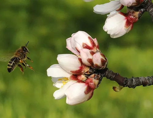 HONEY BEE heads for almond blossoms at the Harry H. Laidlaw Jr. Honey Bee Research Facility at the University of California, Davis. (Photo by Kathy Keatley Garvey)