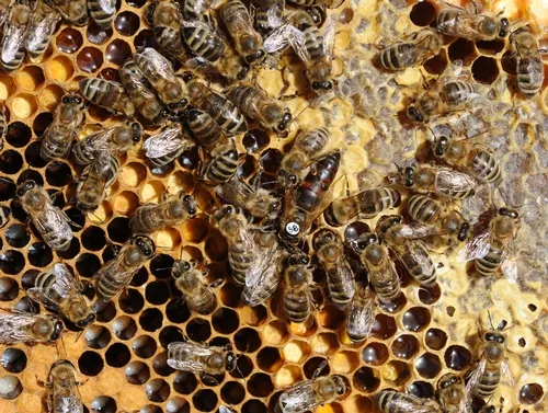 INSIDE THE HIVE--The queen bee (center, with the number on her thorax) is an egg-laying machine. Worker bees or "hive bees" tend to her needs and the needs of the brood. (Photo by Kathy Keatley Garvey)