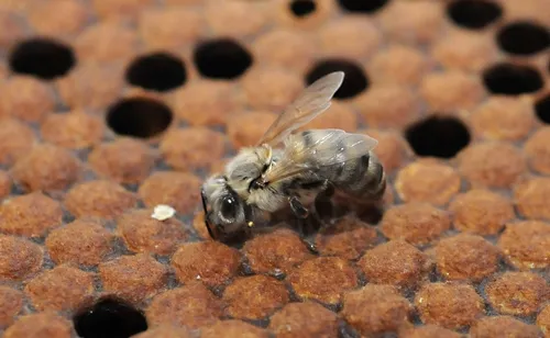NEWLY EMERGED honey bee at the Harry H. Laidlaw Jr. Honey Bee Research Facility at UC Davis. (Photo by Kathy Keatley Garvey)