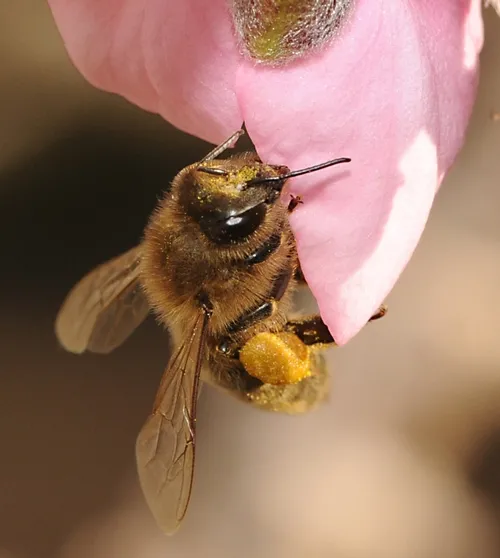THIS POLLEN LOAD almost looks like beach-ball size on this honey bee. Note the pollen on her head. (Photo by Kathy Keatley Garvey)