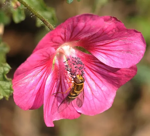 HOVER FLY foraging on cape mallow at the Haagen-Dazs Honey Bee Haven at UC Davis. The haven is known as a half-acre "bee friendly garden," but it's also a "pollinator-friendly garden." Located on Bee Biology Road, west of the central campus, it is open year-around from dawn to dusk. Admission is free.(Photo by Kathy Keatley Garvey)