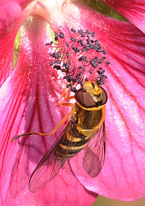 CLOSE-UP of hover fly, aka flower fly, on cape mallow. (Photo by Kathy Keatley Garvey)