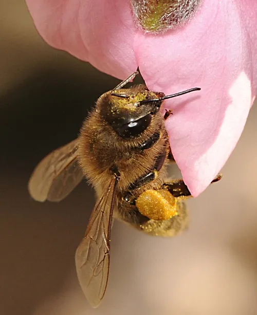 THIS POLLEN LOAD is comparable to a beach ball next to a human. (Photo by Kathy Keatley Garvey)
