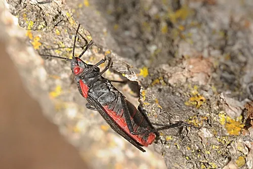 SOAPBERRY BUG scrambles up a tree at UC Davis. Biologist Hugh Dingle, emeritus professor of entomology at UC Davis, studies soapberry bugs. (Photo by Kathy Keatley Garvey)