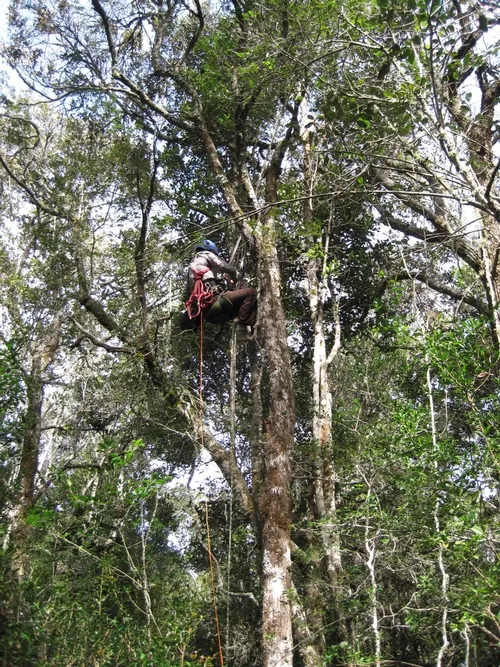 CANOPY WORK in the pursuit of the Crematogaster ants of Madagascar. (Photo courtesy of Bonnie Blaimer)