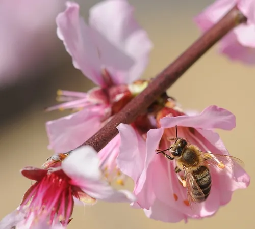 HONEY BEE zeroes in on an almond blossom. (Photo by Kathy Keatley Garvey)
