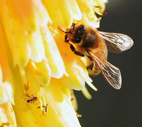 ARGENTINE ANT (Linepithema humile) and honey bee (Apis mellifera) share a flower in the Storer Garden at UC Davis. They both are members of the order, Hymenoptera, which includes bees, ants and wasps. (Photo by Kathy Keatley Garvey)