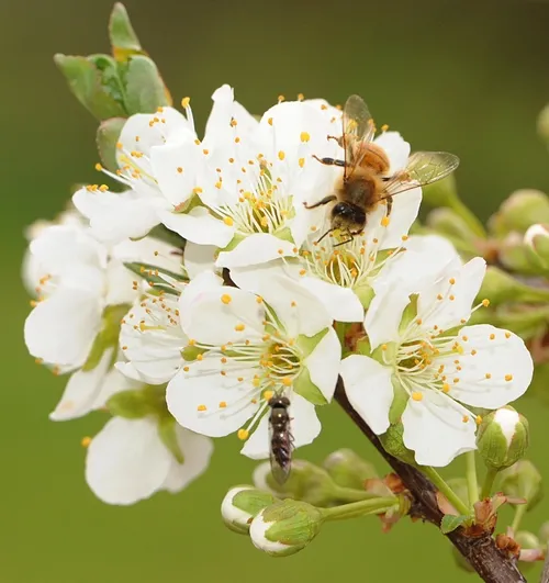 A HONEY BEE and a hover fly, aka flower fly, share a plum blossom. (Photo by Kathy Keatley Garvey)
