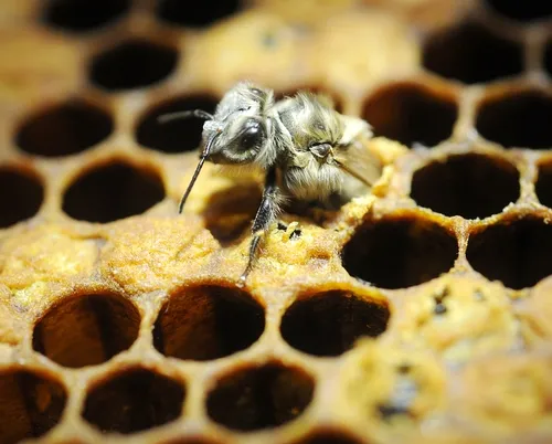 NEWLY EMERGED honey bee at the Harry H. Laidlaw Jr. Honey Bee Research Facility at UC Davis. (Photo by Kathy Keatley Garvey)