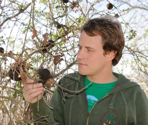 RESEARCHER Ian Pearse, a doctoral candidate who studies with major professor Rick Karban at the UC Davis Department of Entomology, examines some oak apple galls. (Photo by Kathy Keatley Garvey)