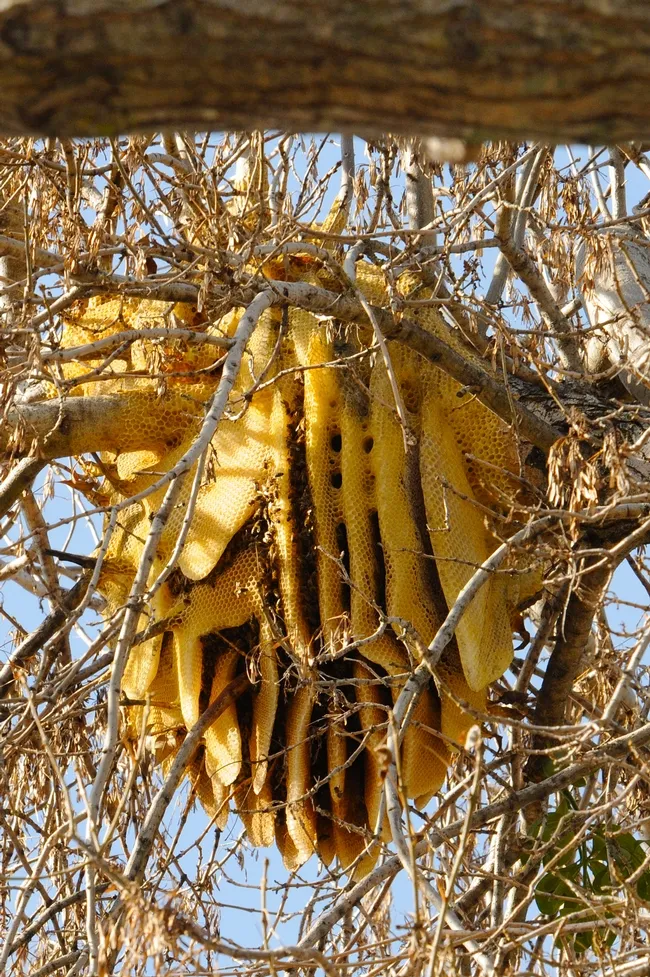 "Work of art" is this hive that feral honey bees built. (Copyrighted: All Rights Reserved. Photo by Kathy Keatley Garvey)