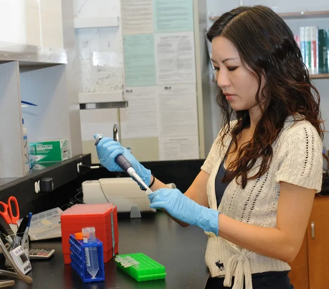Molecular geneticist Joanna Chiu at work in her lab at UC Davis. (Photo by Kathy Keatley Garvey)