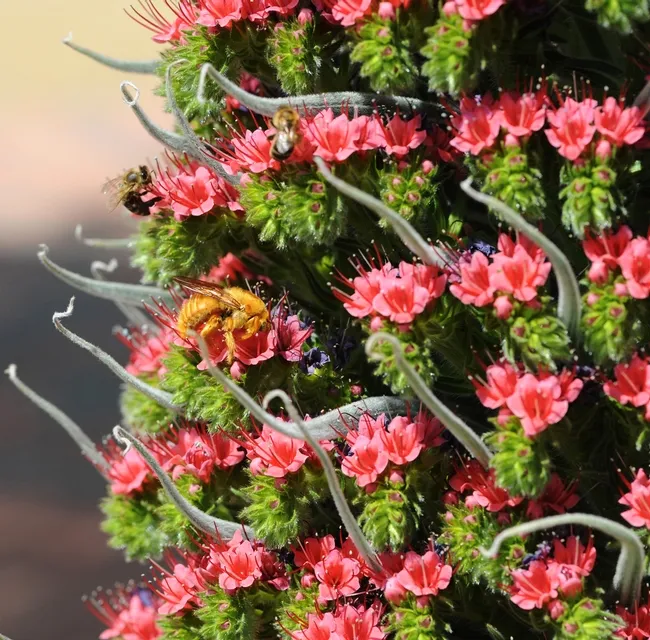 Honey bee and male carpenter bee (Xylocopa varipuncta) on tower of jewels (Echium wildpretii). (Photo by Kathy Keatley Garvey)