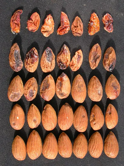 Leaffooted bug damage to almonds early season to mid season (top to bottom)