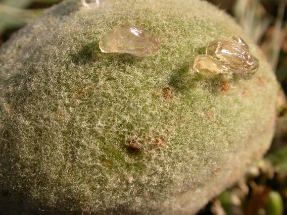 Gumosis on hull from leaffooted bug feeding