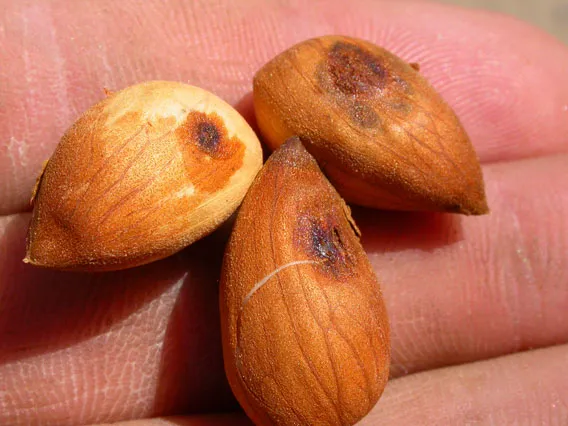 Nuts damaged mid-seaon by leaffooted bug feeding