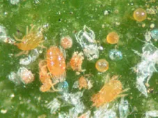 Various stages of Yuma spider mite