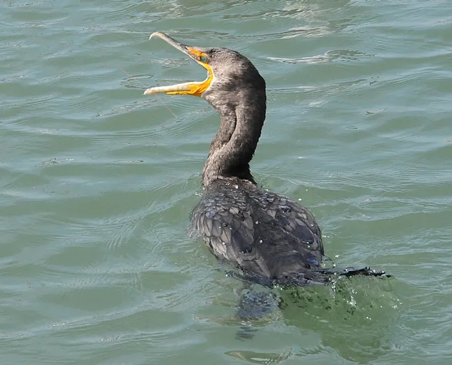 Cormorant off the waters of Alcatraz. (Photo by Kathy Keatley Garvey)