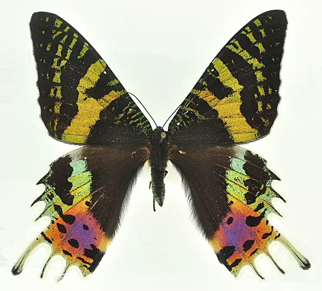 Chrysiridia rhipheus at the Bohart Museum of Entomology.