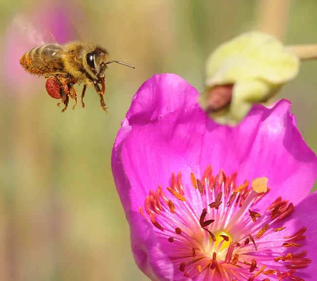 Cleaning her tongue as she flies, a honey bee is on a mission: rock purslane. (Photo by Kathy Keatley Garvey)
