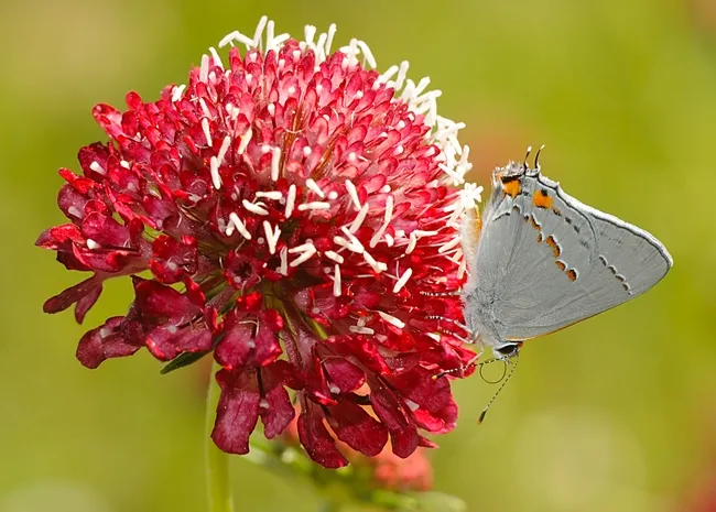 Gray hairstreak (Strymon melinus) on a red pincushion flower (Scabiosa). (Photo by Kathy Keatley Garvey)