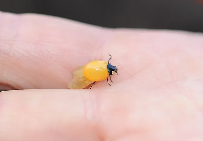 Golden ladybug, Coccinella septempunctata. (Photo by Kathy Keatley Garvey)