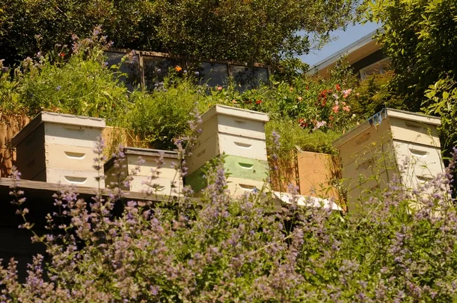 Hillside hives at the Mill Valley home. (Photo by Kathy Keatley Garvey)