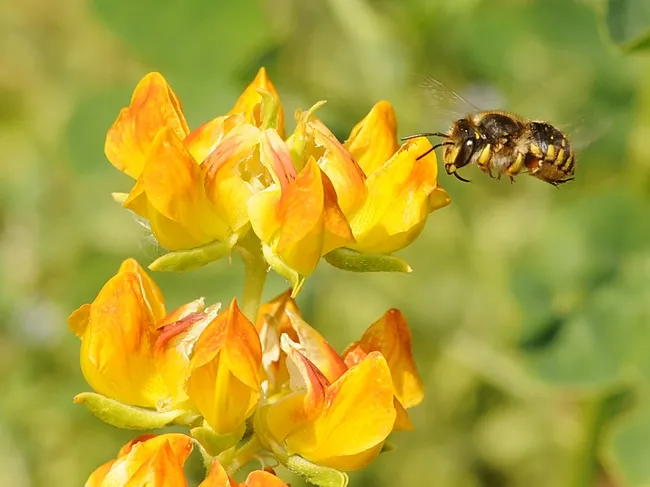 Female wool carder bee (Anthidium manicatum) heads for lupine at the Harry H. Laidlaw Jr. Honey Bee Research Facility at UC Davis. (Photo by Kathy Keatley Garvey)