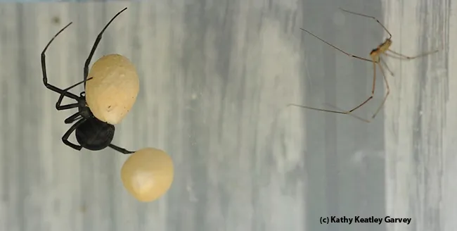 Cellar spider (aka "daddy long-legs" Pholcus phalangioides) waits for the spiderlings to emerge. (Photo by Kathy Keatley Garvey)