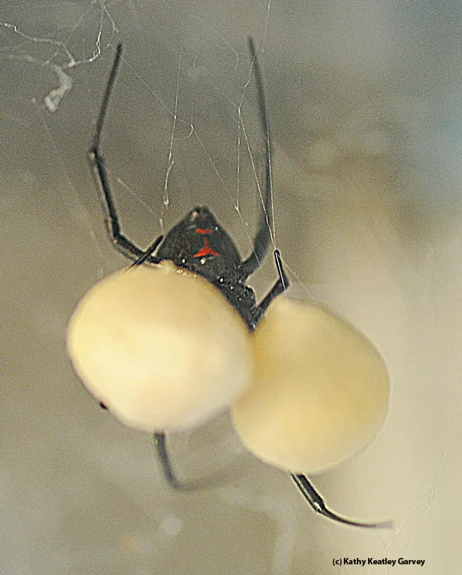 Bottoms up: Female black widow guarding her egg sacs. (Photo by Kathy Keatley Garvey)