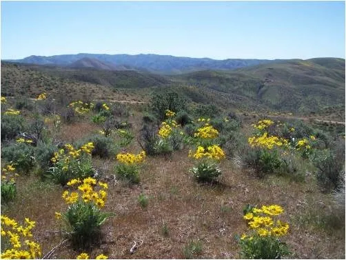 epipm 2010 Boise foothills