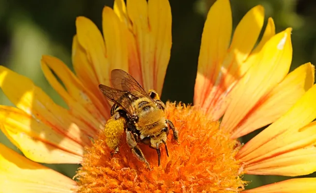 Close-up of the long-horn sunflower bee. (Photo by Kathy Keatley Garvey)