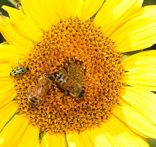 Spotted cucumber beetle sharing a sunflower with two honey bees. (Photo by Kathy Keatley Garvey)