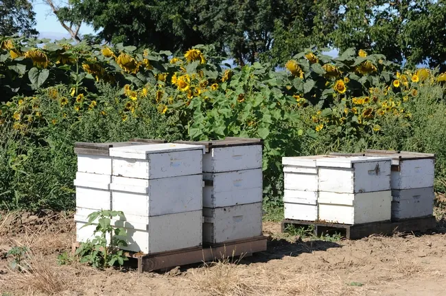 Bucolic scene--bee hives straddling a sunflower field. (Photo by Kathy Keatley Garvey)