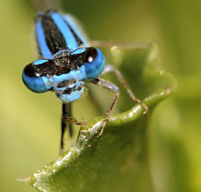 Damselfly's compound eyes don't miss much. (Photo by Kathy Keatley Garvey)