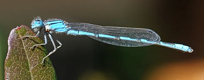 Slender as a needle, a damselfly warms itself, preparing for flight. (Photo by Kathy Keatley Garvey)