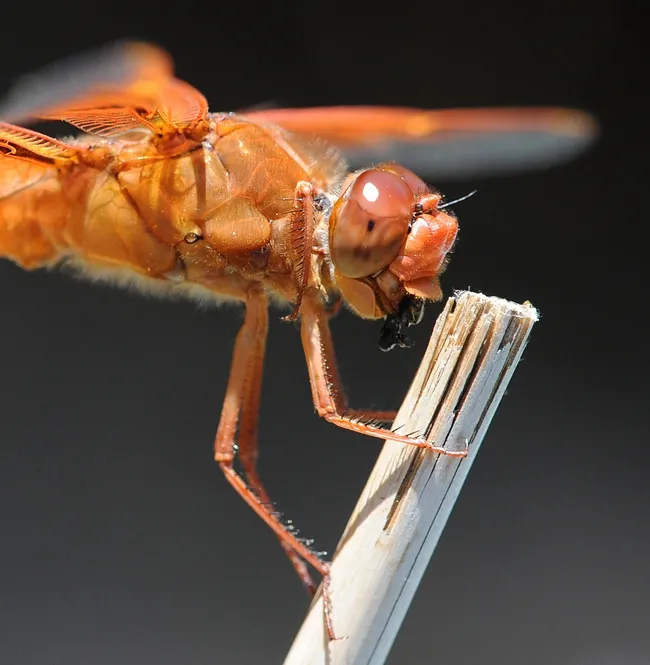 Close-up of flamer skimmer with native bee in his mouth. (Photo by Kathy Keatley Garvey)
