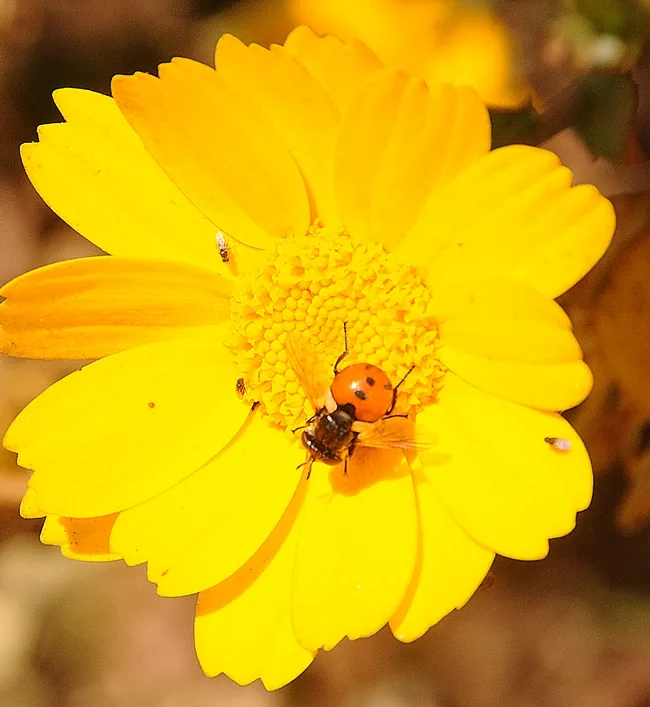 The larvae of this "short fat fly" feed on stink bugs. (Photo by Kathy Keatley Garvey)