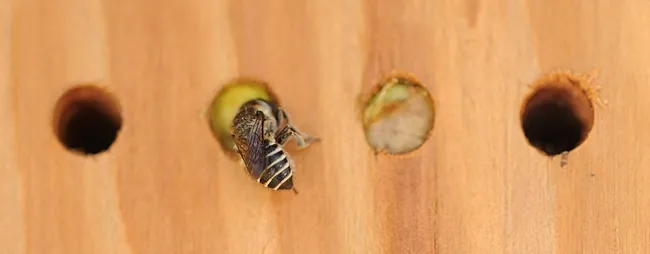 Leafcutting bee provisioning her nest. (Photo by Kathy Keatley Garvey)