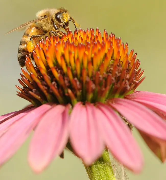 Honey bee on purple coneflower. (Photo by Kathy Keatley Garvey)