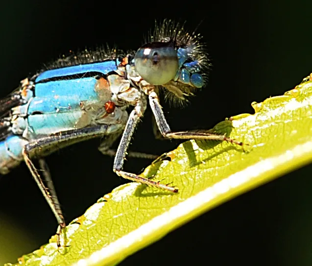 Blue damselfy resting on nectarine leaf. (Photo by Kathy Keatley Garvey)