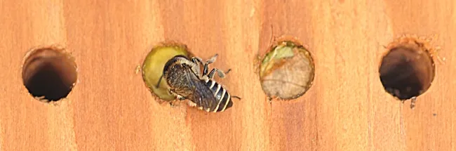 Leafcutting bee provisioning her nest. (Photo by Kathy Keatley Garvey)