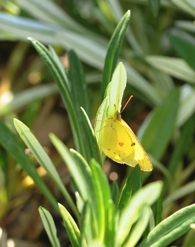 Yellow sulphur butterfly ready for take-off. (Photo by Kathy Keatley Garvey)