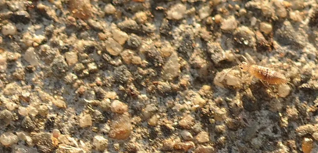 The springtail is less than 6 millimeters long. (Photo by Kathy Keatley Garvey)