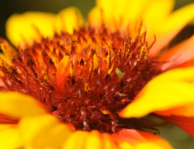 Green aphid on Gaillardia. (Photo by Kathy Keatley Garvey)