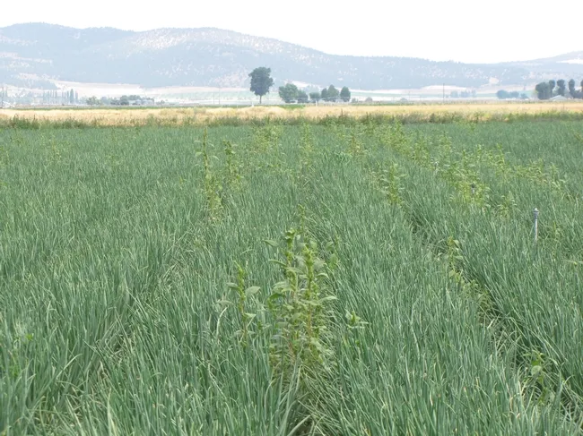 Onions with Postemergence Herbicide Application Only