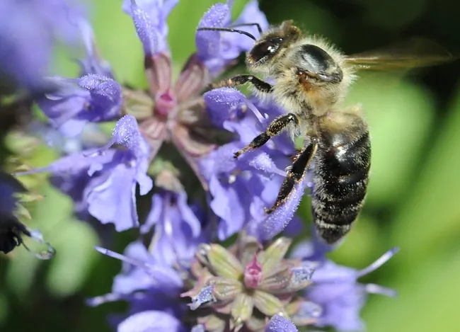 Caucasian bee (from the Caucasus Mountains) on saliva. (Photo by Kathy Keatley Garvey)